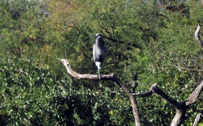 1218cooks_011greatblueheron.jpg