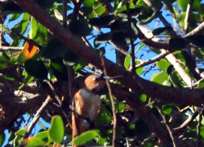 1218cooks_054rufous.jpg