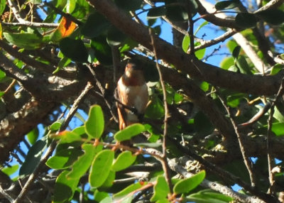 1218cooks_057rufous.jpg