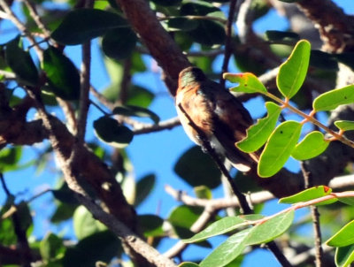 1218cooks_058rufous.jpg