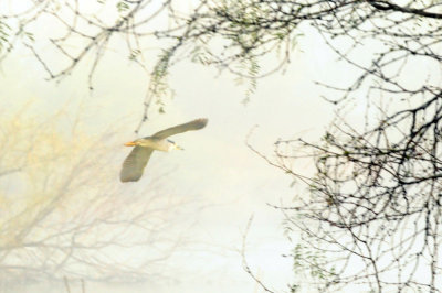 1221cooks_004bcnheron.jpg