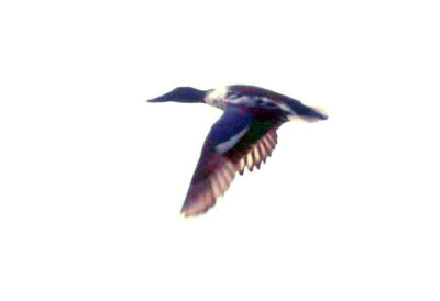 1221cooks_023northernshoveler.jpg