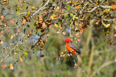 1221cooks_040vermilionflycatcher.jpg