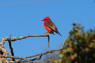 1221cooks_049vermilionflycatcher.jpg