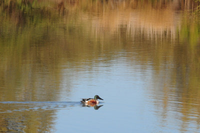 1222cooks_049northernshoveler.jpg
