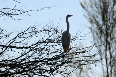 1222cooks_079greategret.jpg