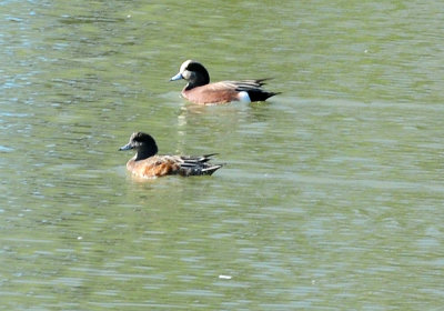 1222cooks_159americanwigeon.jpg