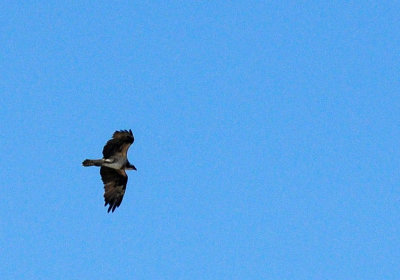 1222cooks_170osprey.jpg
