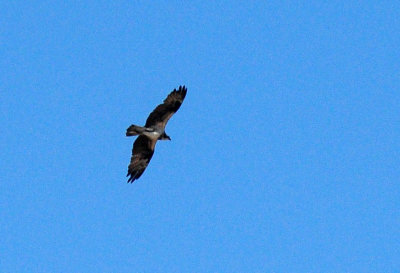 1222cooks_177osprey.jpg