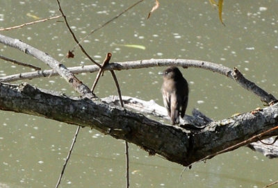 1222cooks_186blackphoebe.jpg