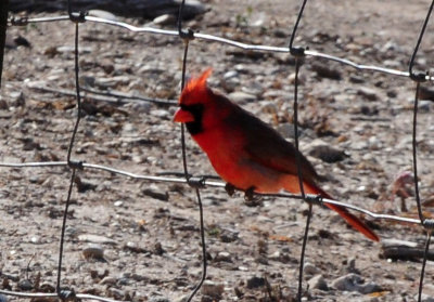 1222cooks_191northerncardinal.jpg