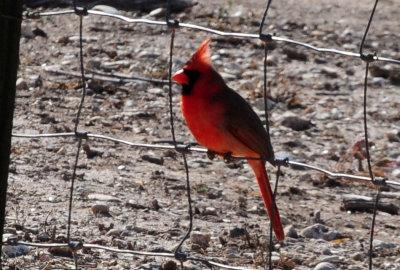 1222cooks_193northerncardinal.jpg