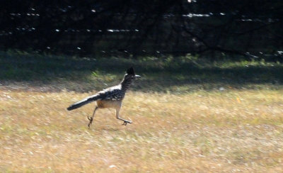 1222cooks_211greaterroadrunner.jpg
