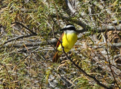 1222cooks_217greatkiskadee.jpg