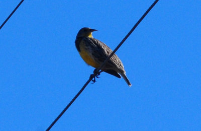 1222cooks_242meadowlark.jpg