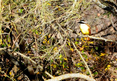 1223cooks_004greatkiskadee.jpg