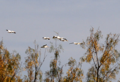 1223cooks_022americanwhitepelicans.jpg
