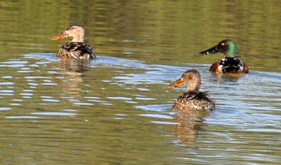 1223cooks_041northernshoveler.jpg