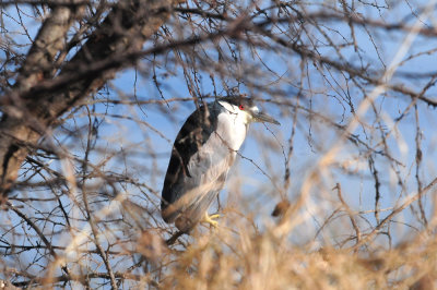 1223cooks_054blackcrownednightheron.jpg