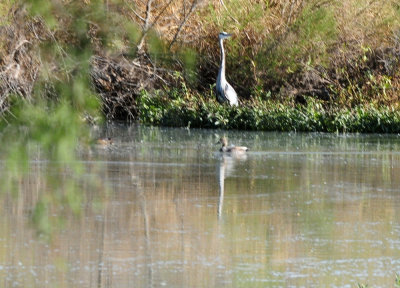 1223cooks_057greategretbluewinged.jpg