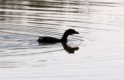 1223cooks_059piedbilledgrebe.jpg