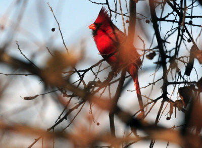 1223cooks_079cardinal.jpg