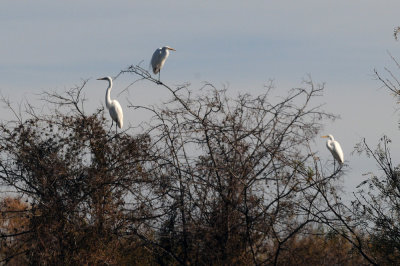 1223cooks_092greategrets.jpg