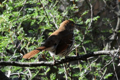 1223cooks_115longbilledthrasher.jpg