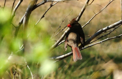 1224cooks_016cardinal.jpg