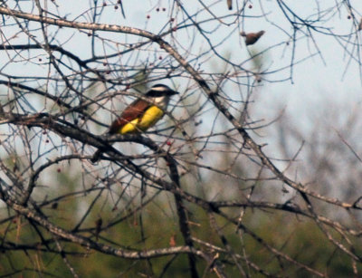 1224cooks_028greatkiskadee.jpg
