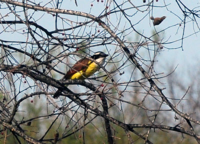 1224cooks_030greatkiskadee.jpg