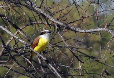 1224cooks_034greatkiskadee_eating_berries.jpg