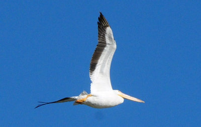 1224cooks_056americanwhitepelicans.jpg