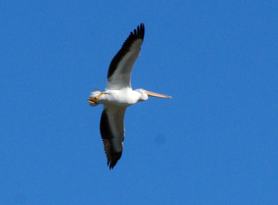 1224cooks_053americanwhitepelicans.jpg