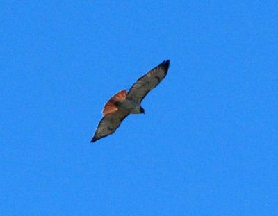 1224cooks_065redtailedhawk.jpg