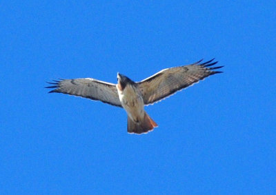 1224cooks_071redtailedhawk.jpg