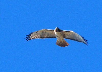 1224cooks_073redtailedhawk.jpg