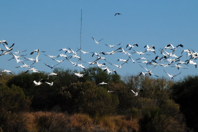 1224cooks_080americanwhitepelicans.jpg