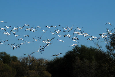 1224cooks_082americanwhitepelicans.jpg