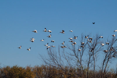 1224cooks_084americanwhitepelicans.jpg