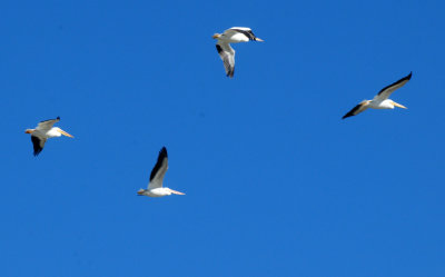 1224cooks_089americanwhitepelicans.jpg