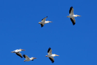 1224cooks_090americanwhitepelicans.jpg