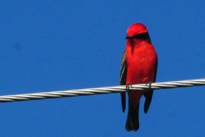1224cooks_114vermilionflycatcher.jpg