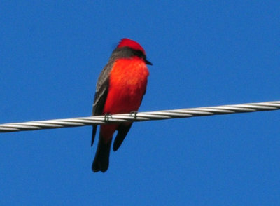 1224cooks_113vermilionflycatcher.jpg