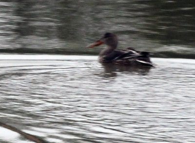 1226cooks_001nshoveler.jpg