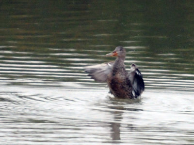 1226cooks_006nshoveler.jpg