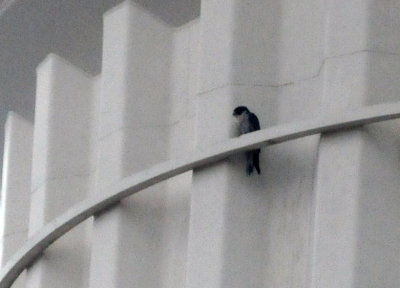 1227downtown_002peregrinefalcon.jpg