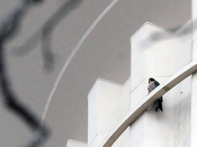 1227downtown_011peregrinefalcon.jpg