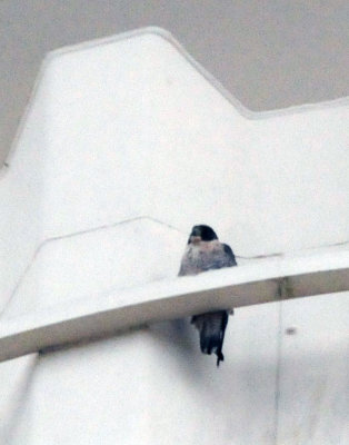 1227downtown_020peregrinefalcon.jpg