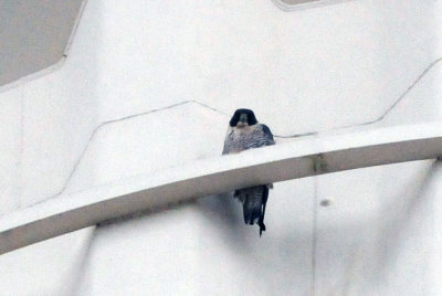 1227downtown_024peregrinefalconzzzzzzzz.jpg